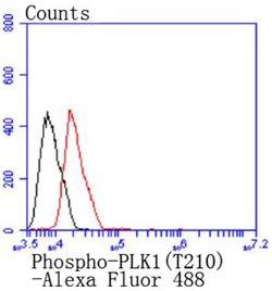 PLKK Rabbit anti-Human, Clone: JJ080-9, Novus Biologicals 100&mu;L:Antibodies,